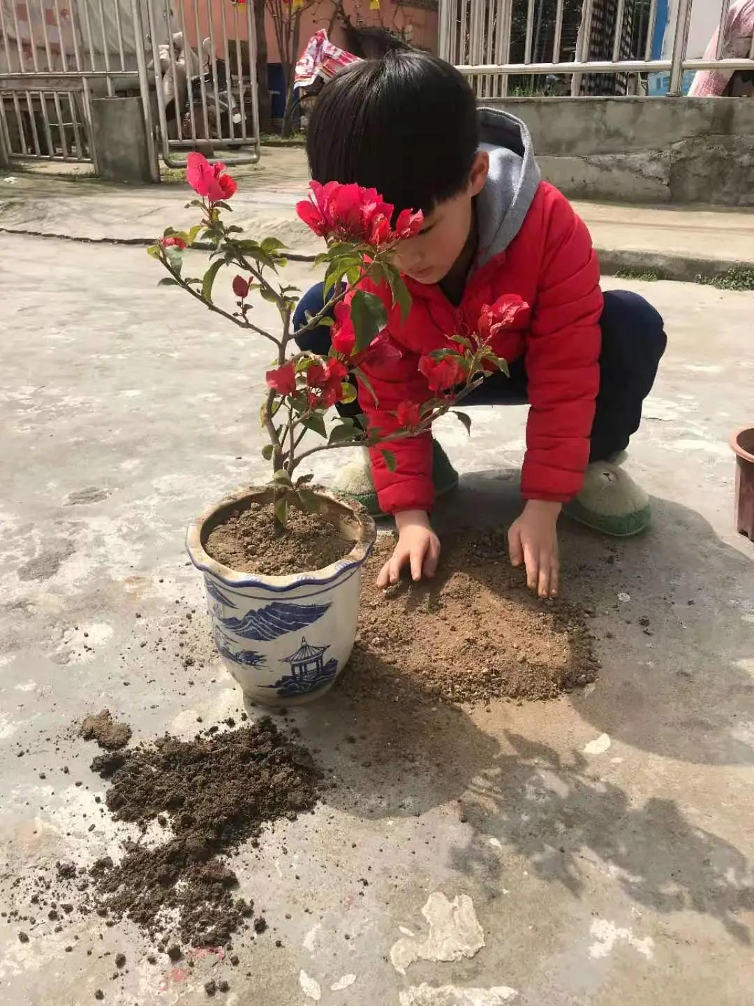 ��֮��.ֲ�̻���--�����еھ�Сѧֲ���ڻ��Ӱ