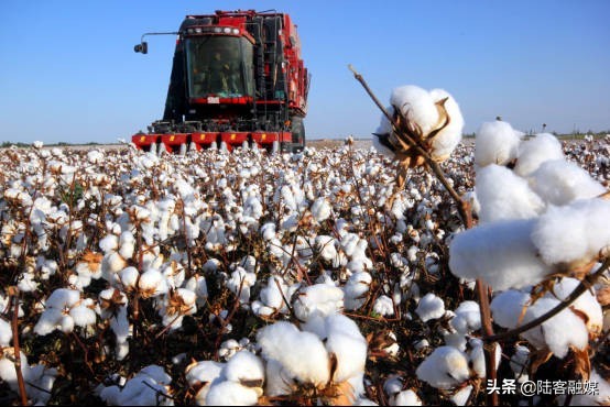 嘴上说不要，行为却很诚实！抵制中国棉花后，欧盟对新疆进口暴增131%