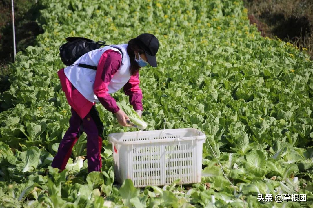 坪滩镇，菜农再次为抗疫环卫工捐菜6000斤