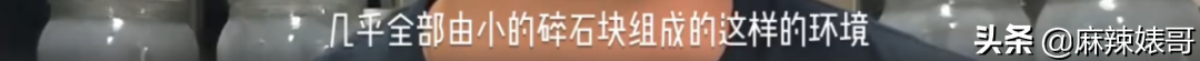 《极限挑战》做错事后装怂又甩锅，这算是又蠢又坏了吧？