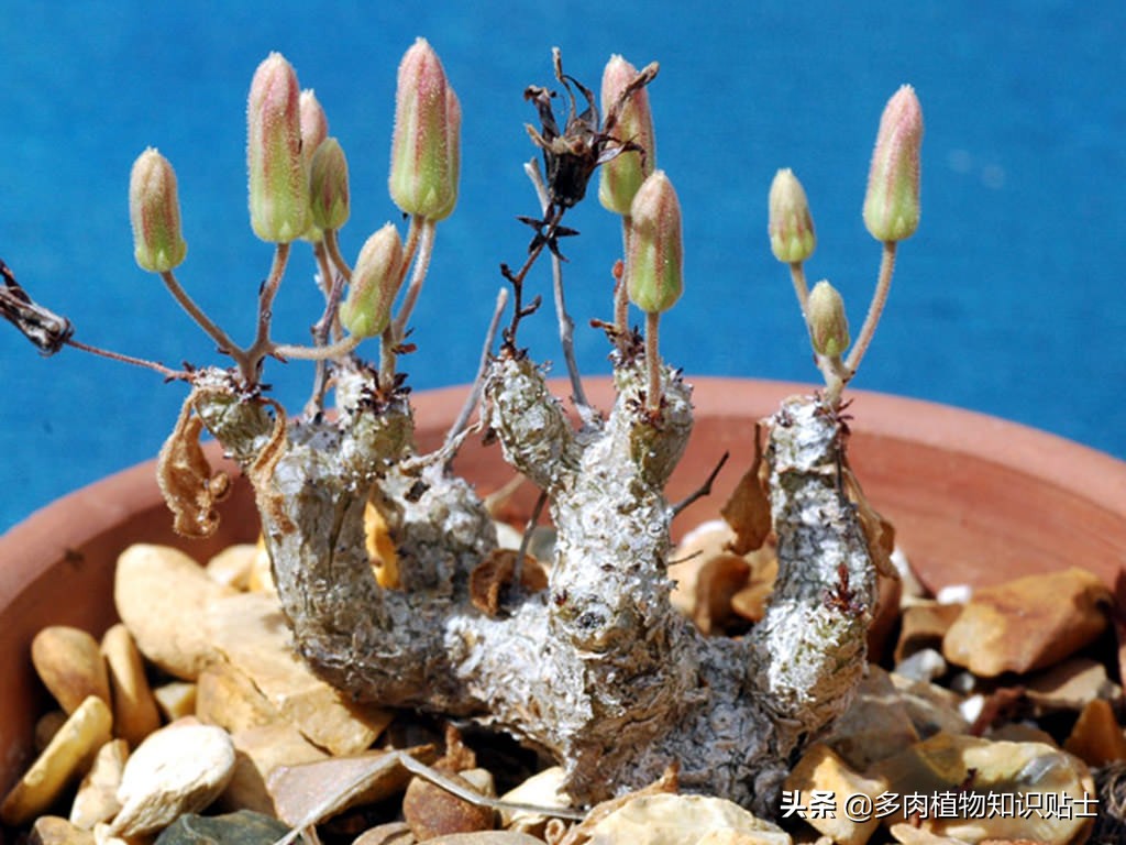 來自南非的奇異塊根 葉子比花還美的多肉植物 資訊咖