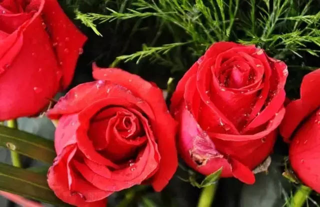 玫瑰花品种大搜集，都是满满的爱！