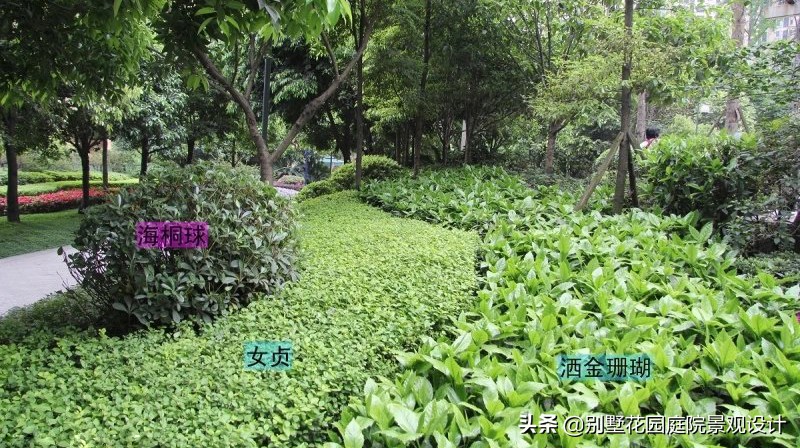 別墅庭院常用植物分享，附照片及名字標(biāo)注（珍藏版）