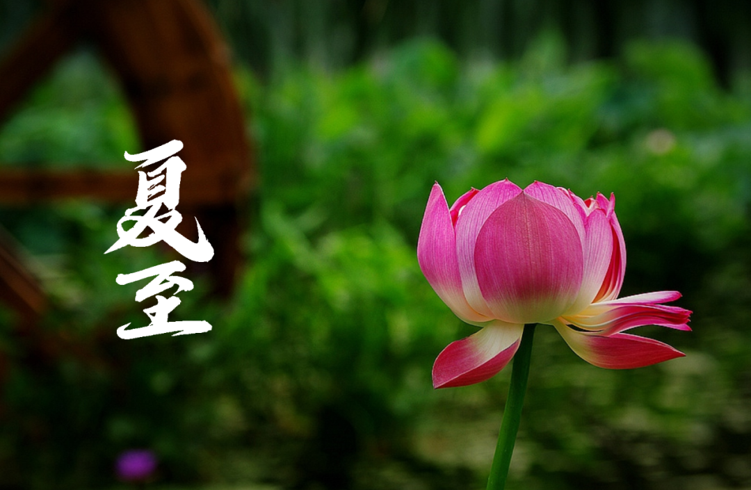 在古诗词里，寻找夏日的美好-第25张图片-非凡网