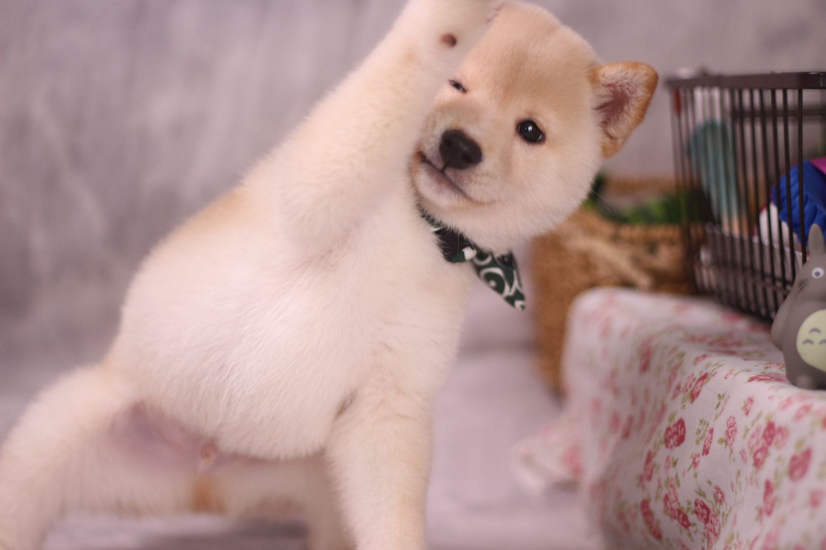 柴犬買什麼顏色好？價格有什麼區別？ - 頭條匯