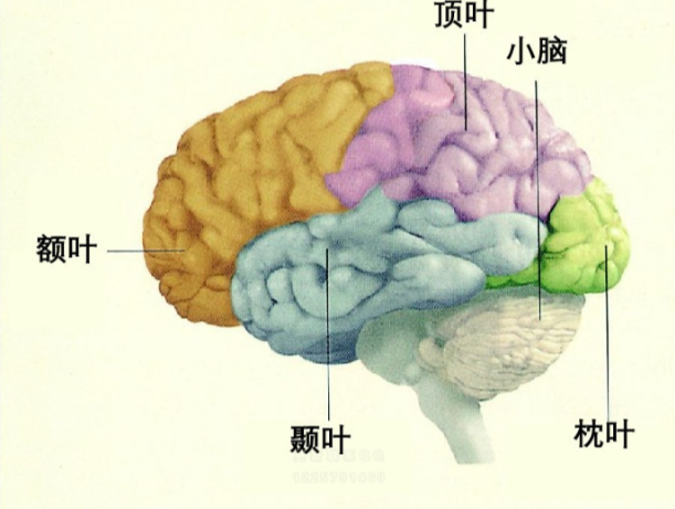 人类的意识：似乎是宇宙137亿年演化的目的