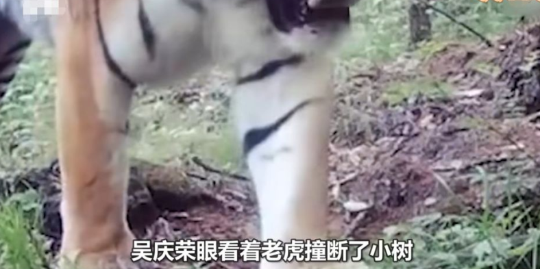 深山遇猛虎，黑龍江一老漢與虎兩米對峙，教科書般操作后全身而退