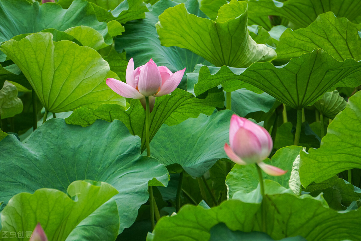 灼灼其华自芳菲，玉掌红颜，幽梦图一醉-第1张图片-诗句网