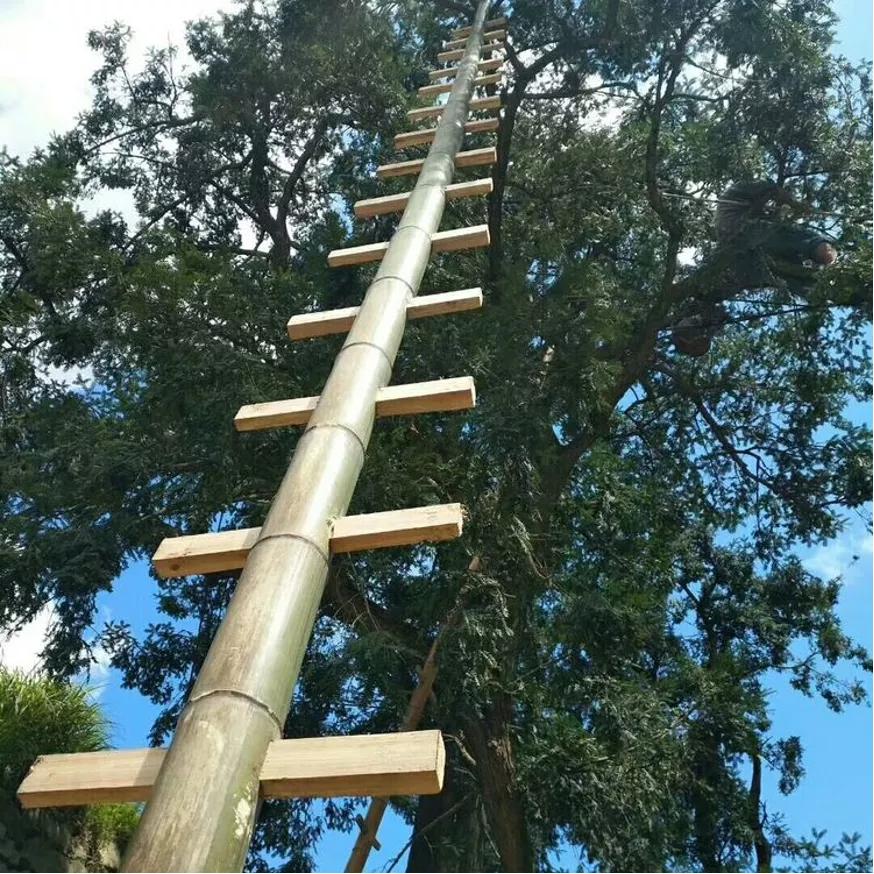 异香扑鼻，世上罕见，坚果中的“香奈儿”——香榧