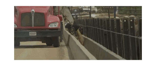 你会看牛排等级吗？一份短小精悍的各国牛肉分级攻略