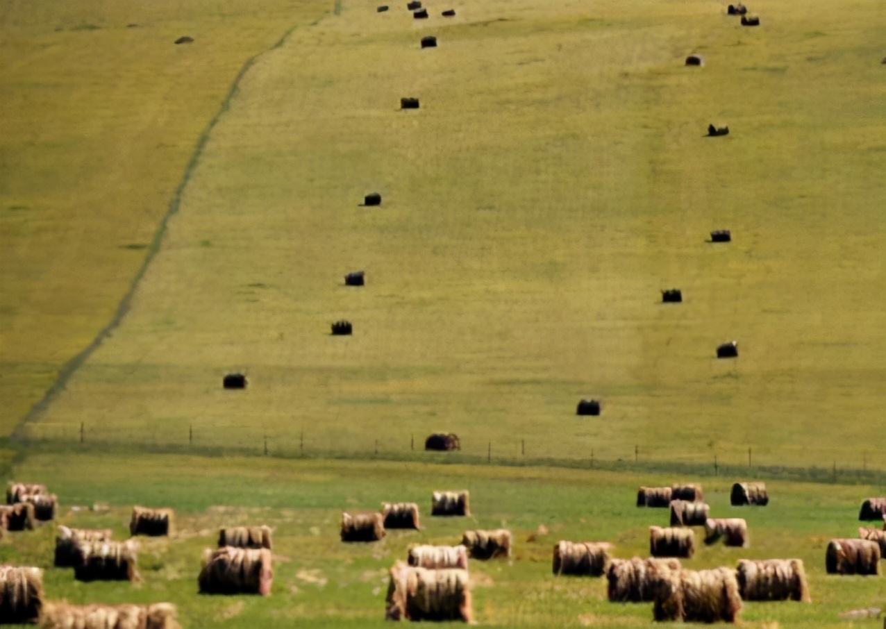 自知做了虧心事，澳媒擔憂遭到中國報復，丟掉一年8億的干草生意