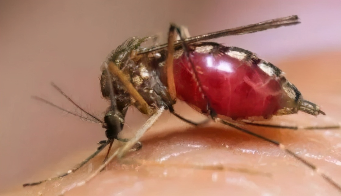 美国放大招！打算放生10亿基因改造蚊子，人们害怕诞生超级蚊子