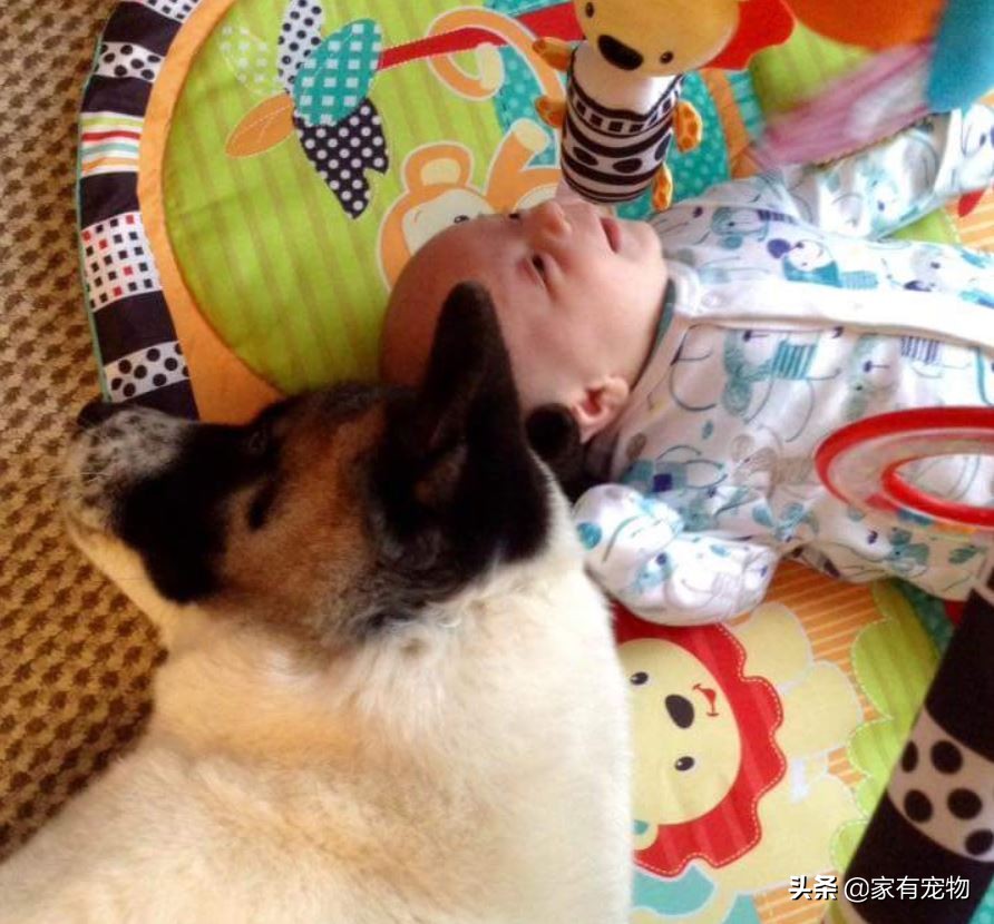 这条狗不停地在它怀孕的主人的肚子边吠叫，结果救了她的命！