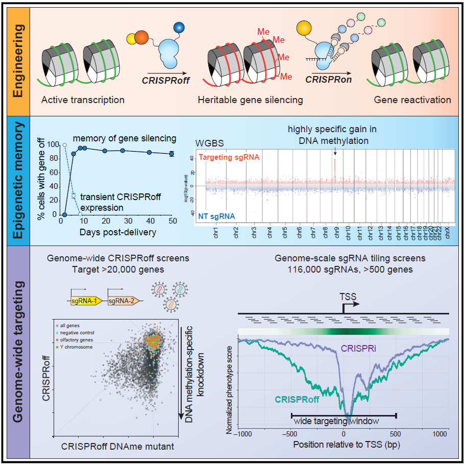給CRISPR加上開關！通過表觀遺傳操控基因表達
