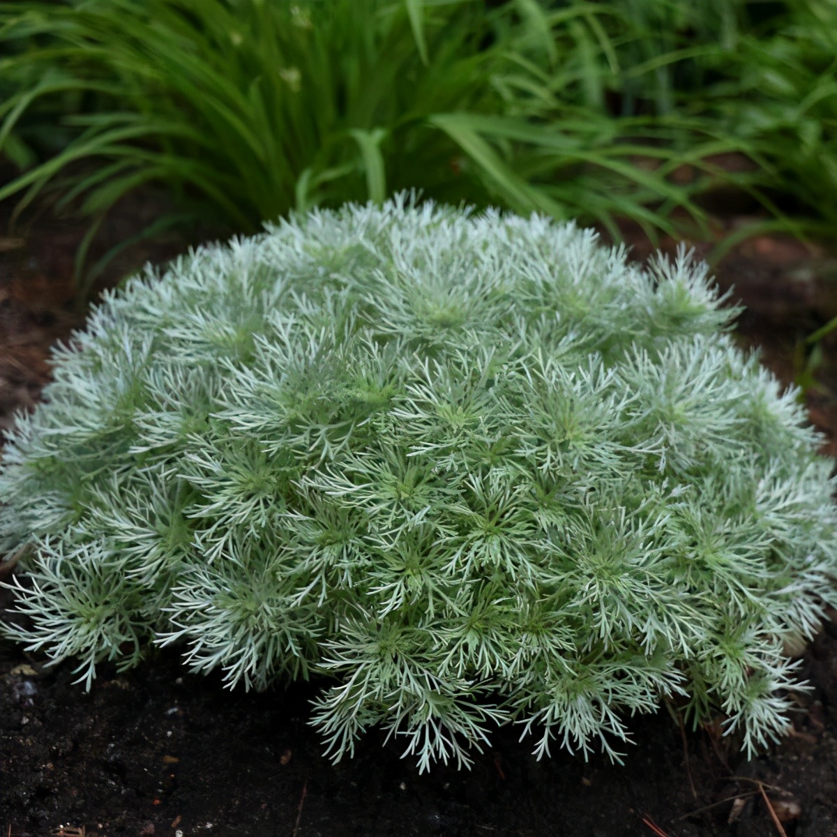 銀白色葉子的朝霧草 價格便宜 葉片清香 顏值特別高 養花交流 Mdeditor