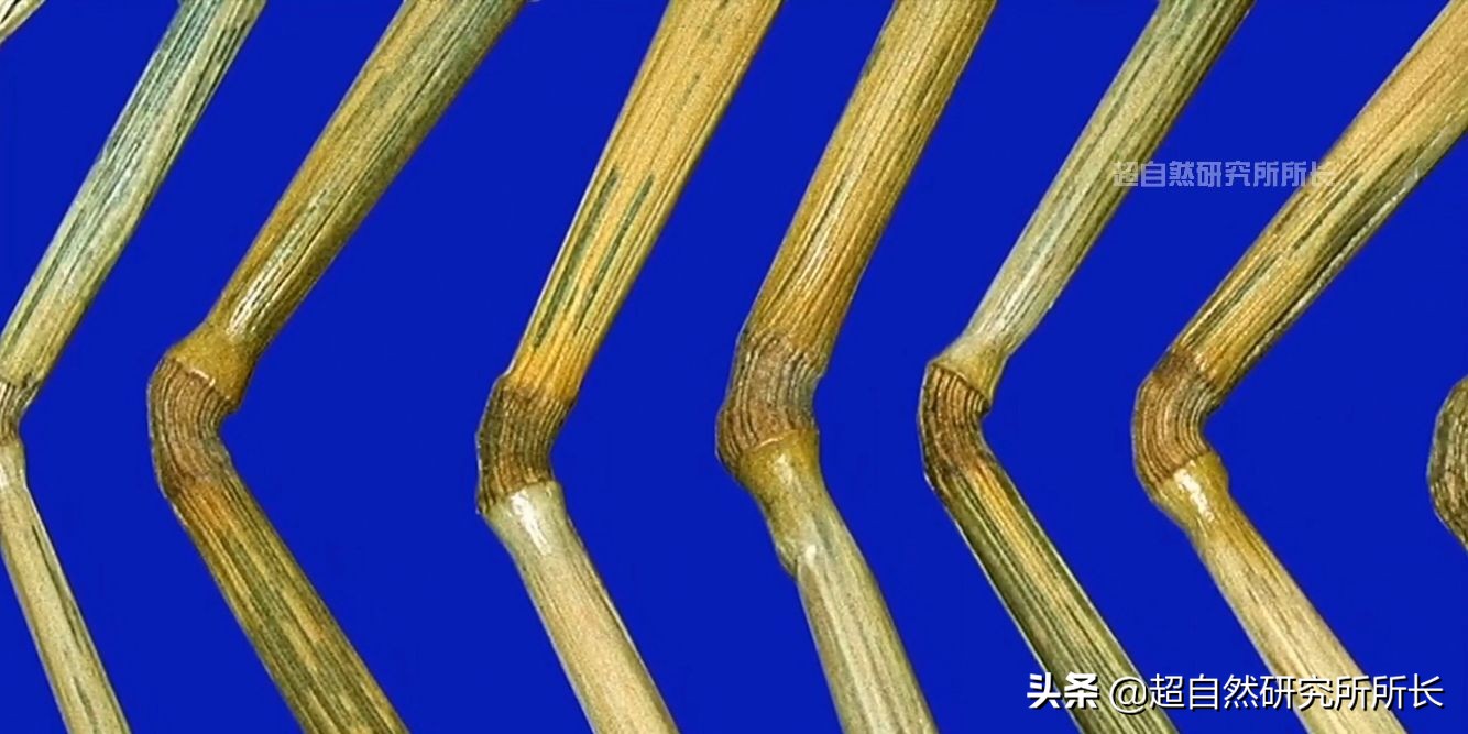 麥田怪圈竟然是假的？究竟是人為還是某種未知的傑作？