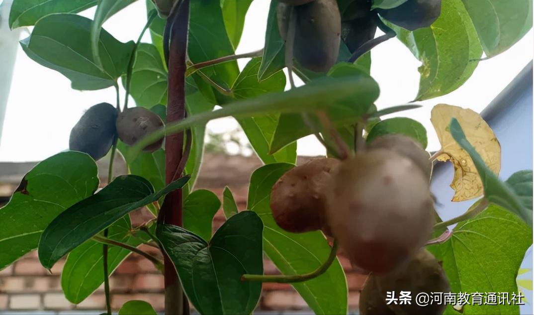 滑縣牛屯鎮(zhèn)中小學(xué)校慶祝農(nóng)民豐收節(jié)專題活動(圖10)