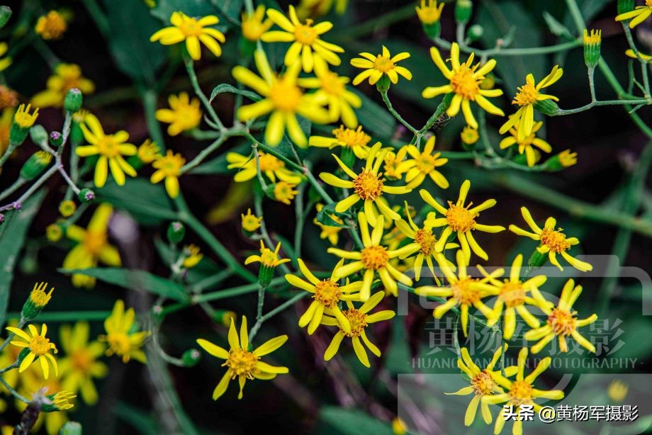 遇见金黄花开的千里光 绚丽多姿的菊科花卉芬芳美丽 清香熟悉 黄杨军摄影 Mdeditor