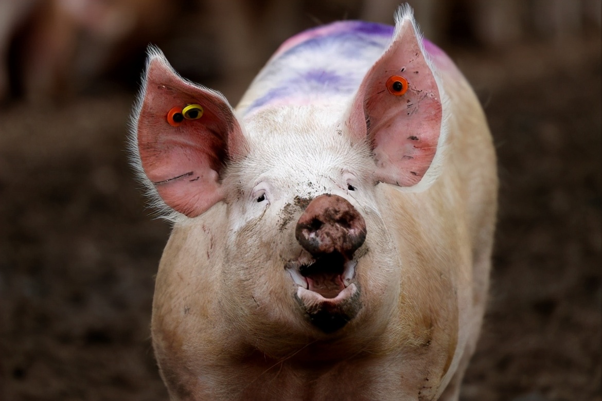 猪价“坐滑梯”，行情遇冷8连跌，10元猪价成必然？5月猪价有变？