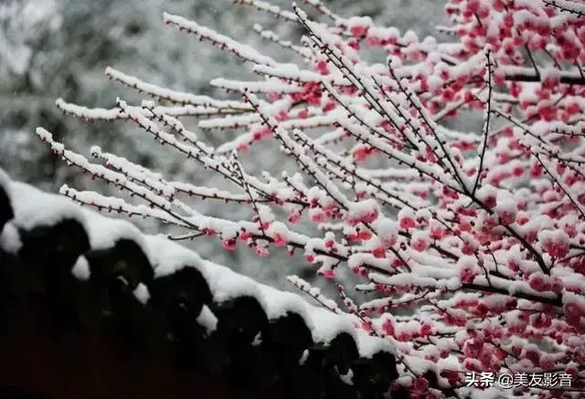 关于梅的诗句大全 梅雪争春未肯降，骚人阁笔费评章图片