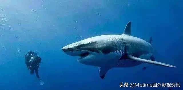 推荐四部跟鲨鱼有关的欧美电影,我最喜欢大白鲨系列