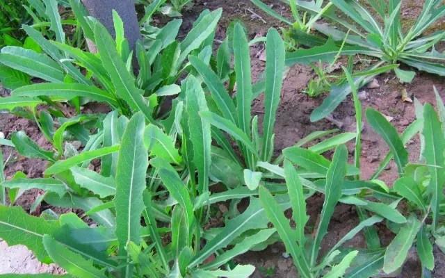 農村常吃的40種· 野菜，能治病能解饞，你吃過幾種呢？