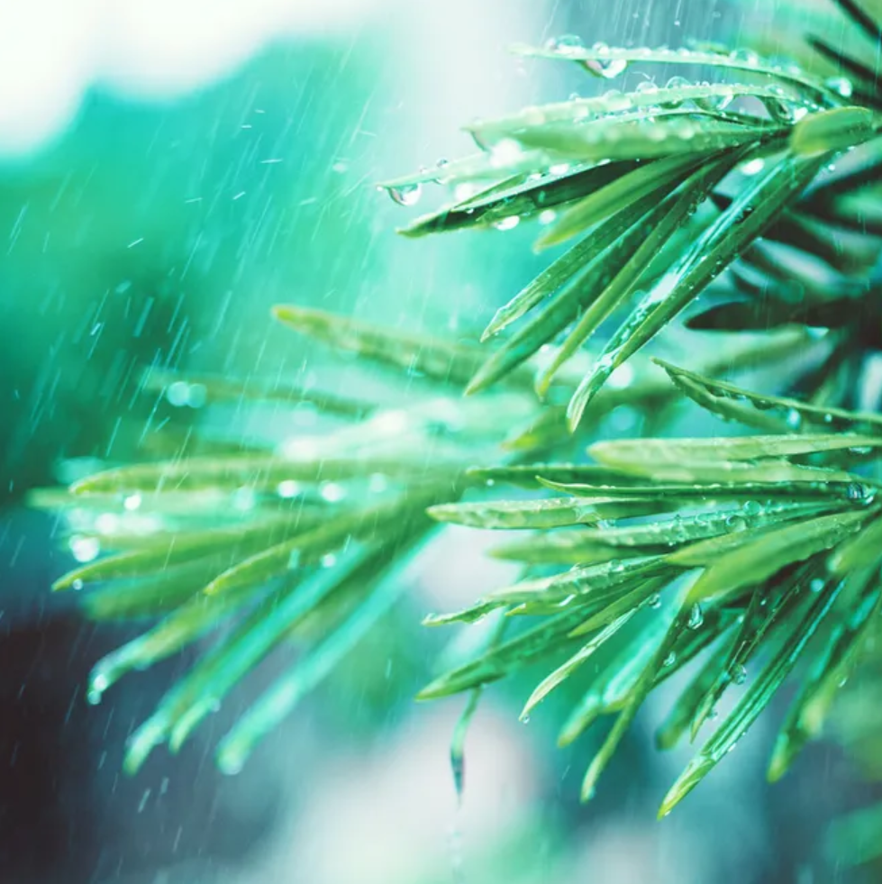 让小雨驱散夏日的炎热-第7张图片-非凡网