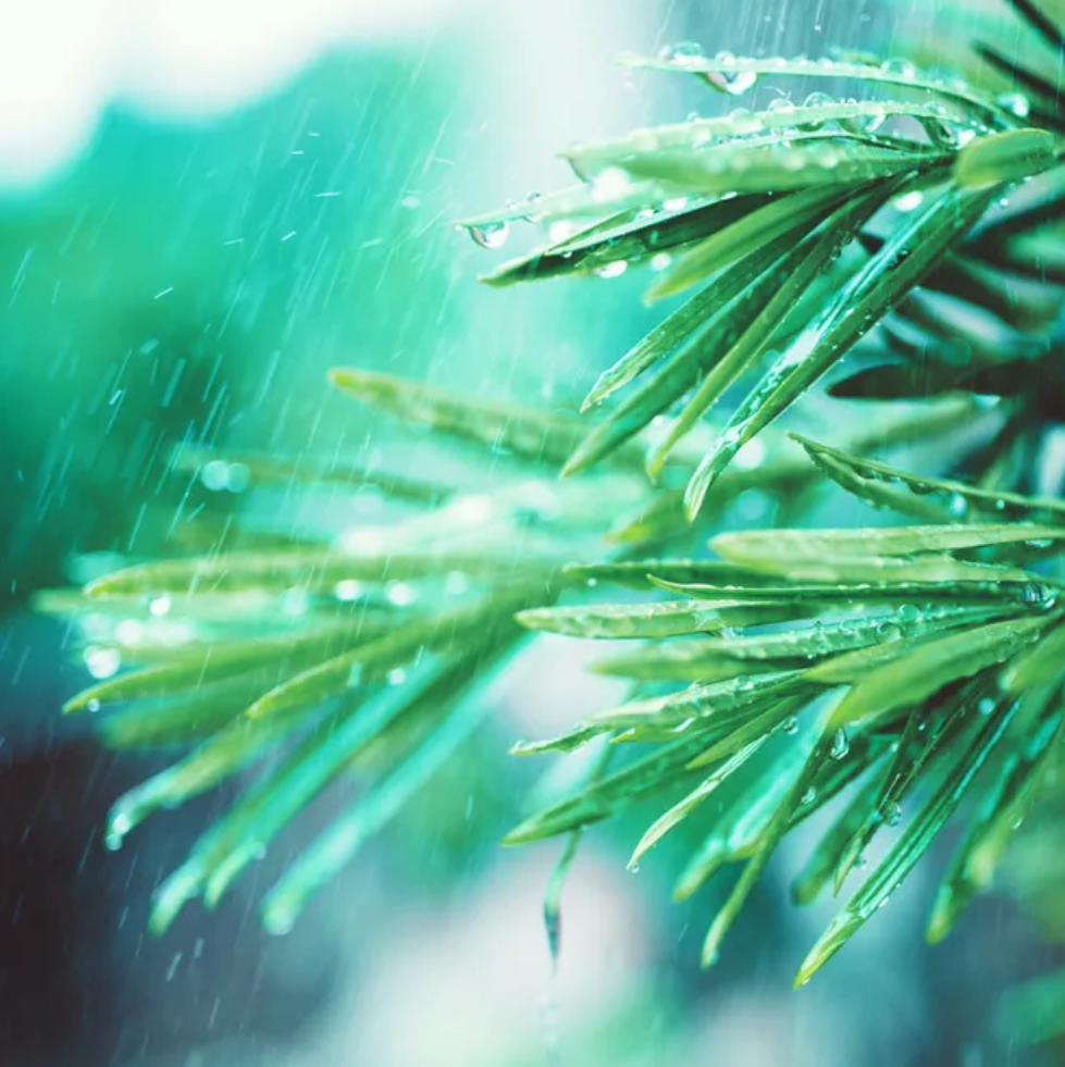 有关小雨的诗词，让小雨驱散夏日的炎热-第9张图片-诗句网