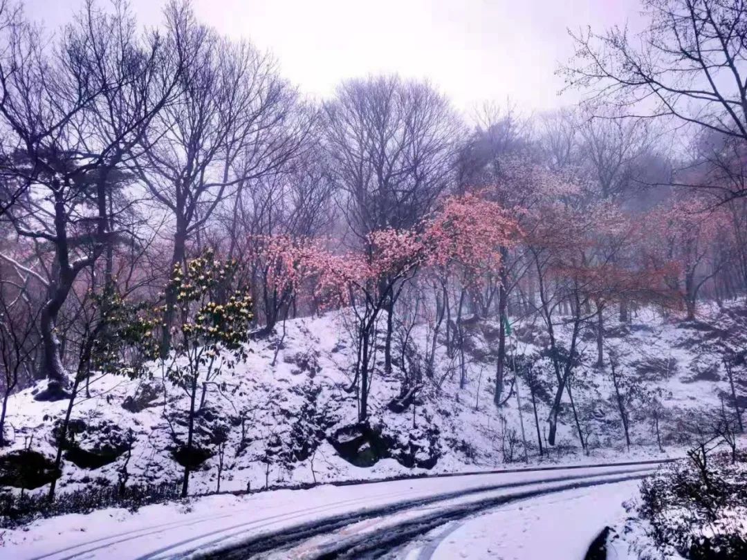 雞公山｜恰逢牛年初雪，櫻雪冰花奇觀助陣雞公山浪漫櫻花旅游節