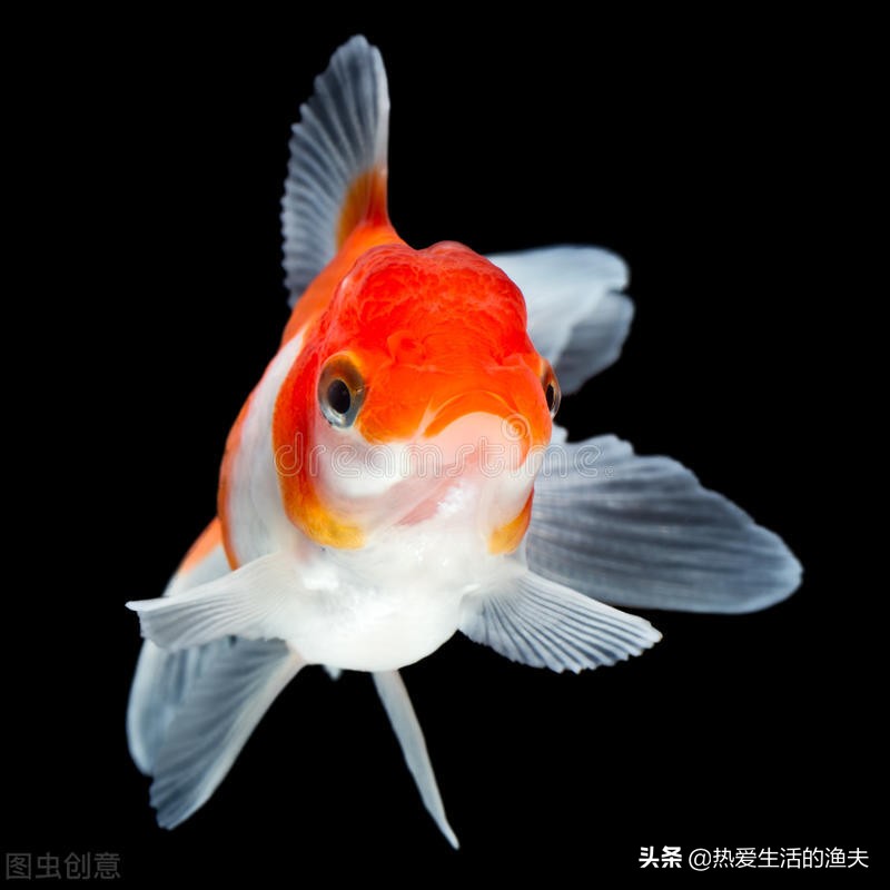 金鱼产卵后应该如何应对 酷生活网