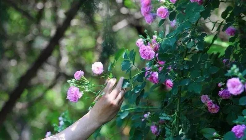去山里玩可以摘花吗 估计大部分家长不清楚如何回答 资讯咖