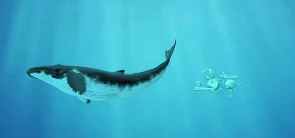鯨魚(yú)肚子一日游，誰(shuí)敢來(lái)？保證有去無(wú)回哦