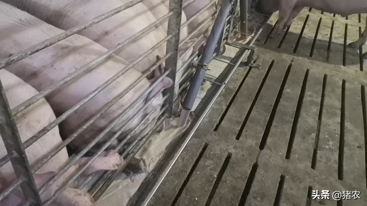 担心猪价下跌？不如思考如何高效养猪