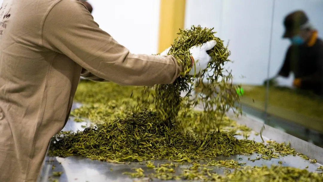 贺开古茶园春茶开采,隔着屏幕都能闻到茶香