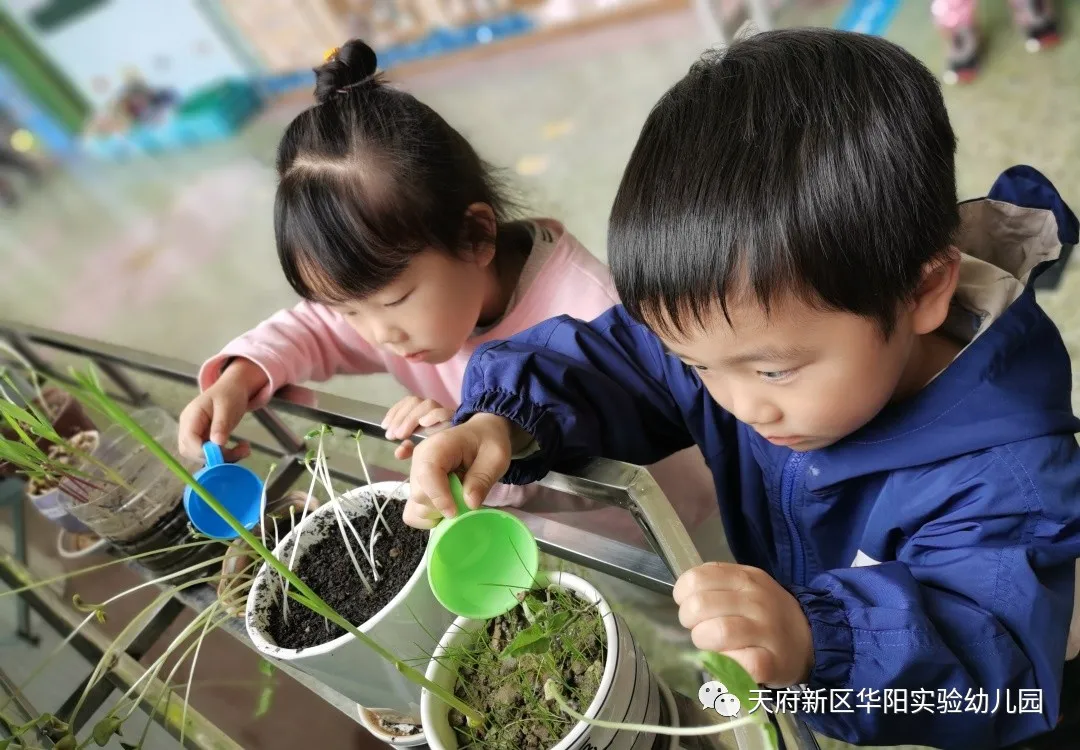 苏醒的种子 萌动的春天丨天府新区华阳实验幼儿园植物育成记
