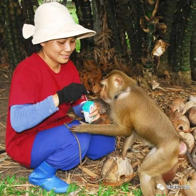泰國猴子，有苦說不出 | 地球知識局