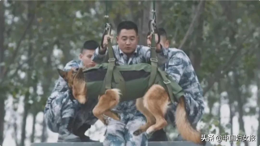 没有困难的工作，只有勇敢的狗狗