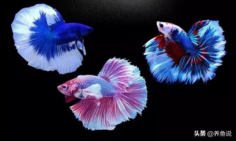 鬥魚飼養全手冊 全網唯一養魚新手一看就懂 魚缸不用加過濾的 養魚說 Mdeditor