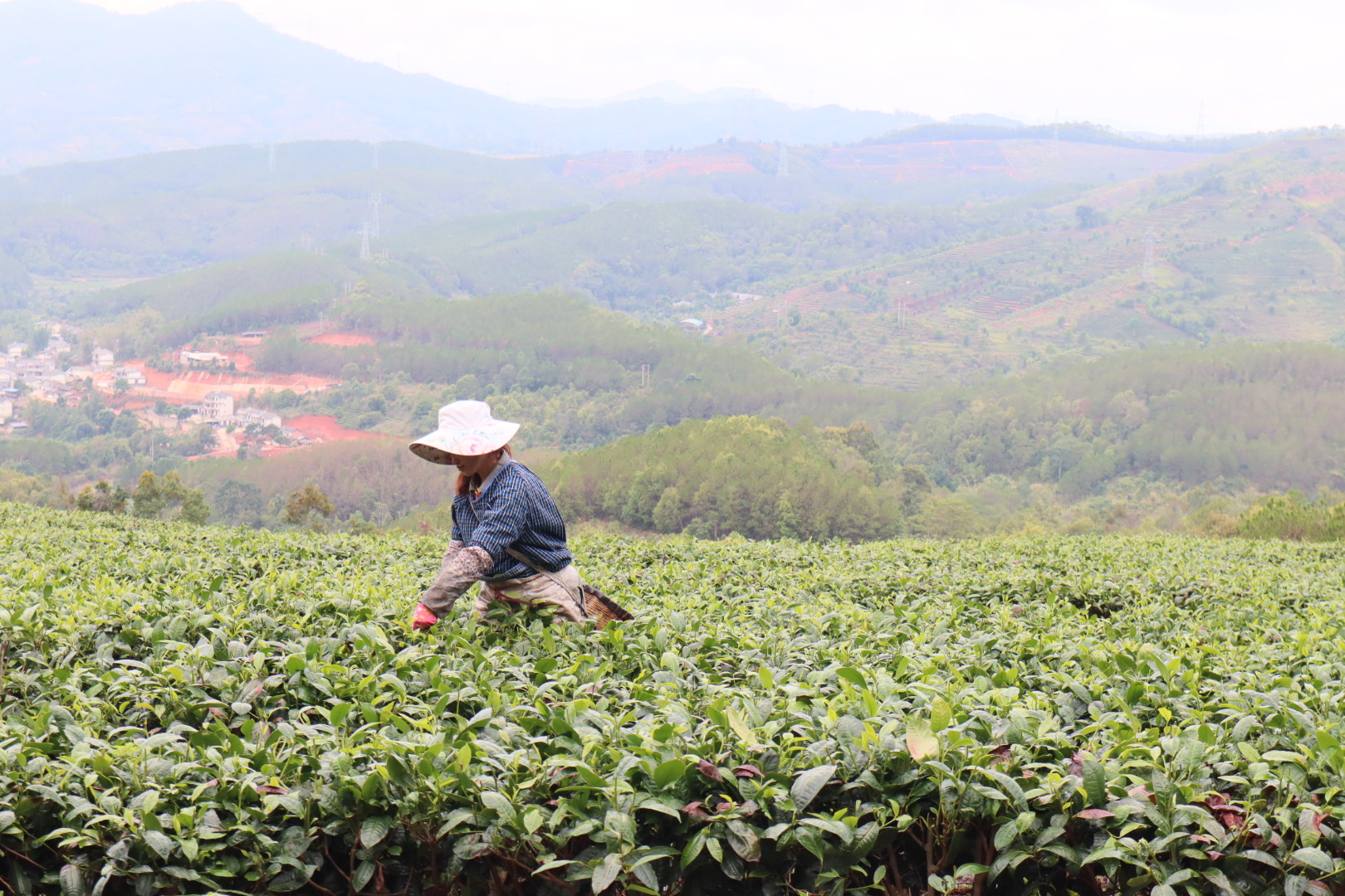 华侨城在普洱圈地一万亩，茶山要变康旅小镇，体验中心要开建了