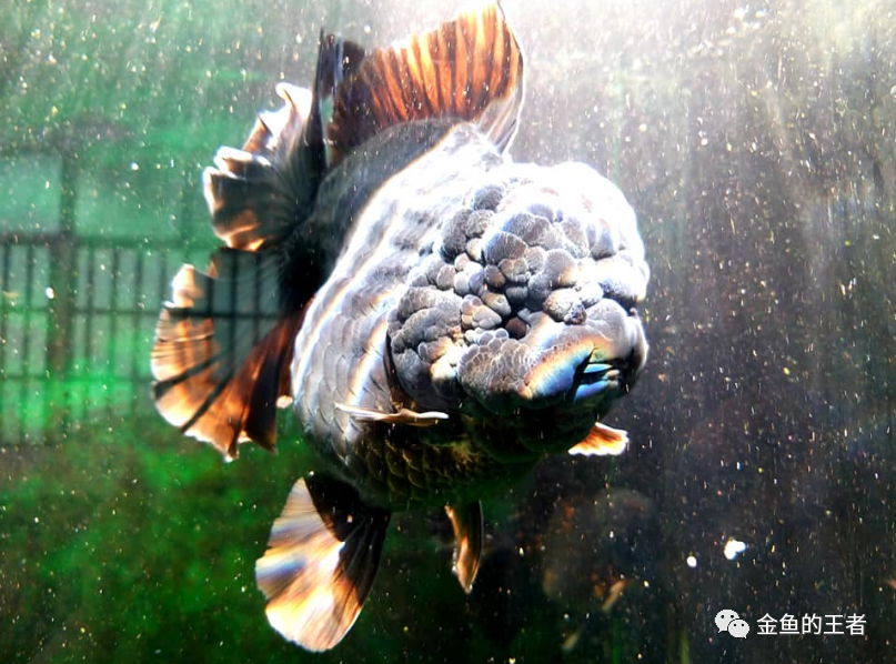 台灣大哥入坑水族年 3口魚缸4噸水體養金魚 魚友 條條是精品 金魚的王者 Mdeditor