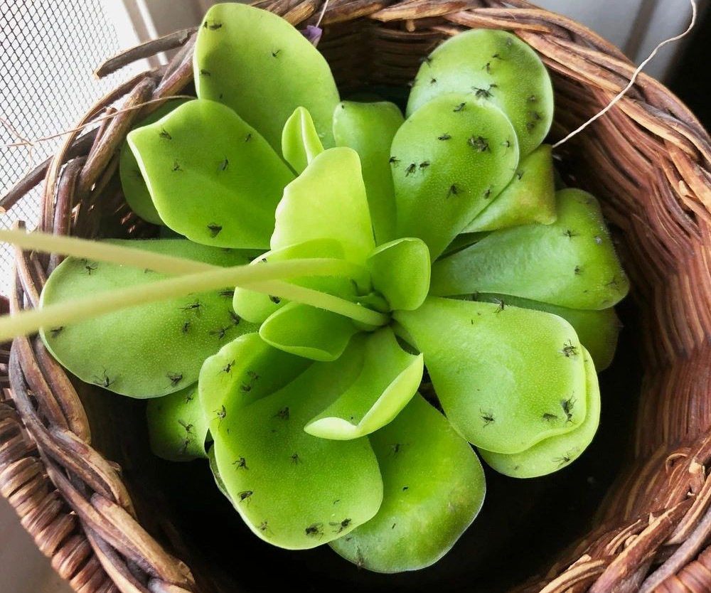 春天花盆里 小黑飞 肆虐 花匠小美推荐6种可行的简易灭虫方法 花匠小美 Mdeditor