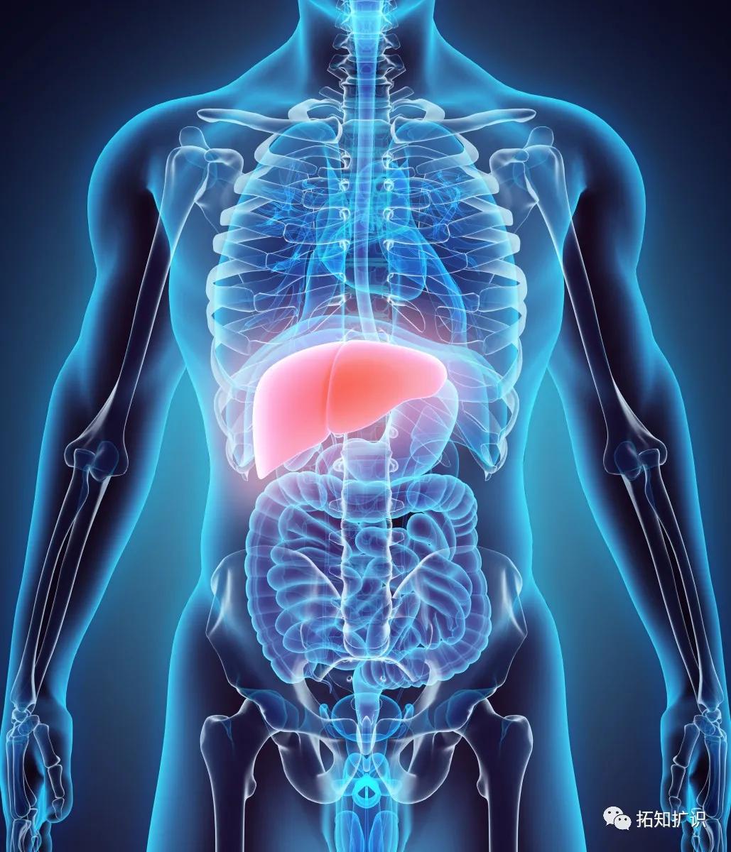 還在習以為常地熬夜？ 卻不知你的身體已經悄然垮掉