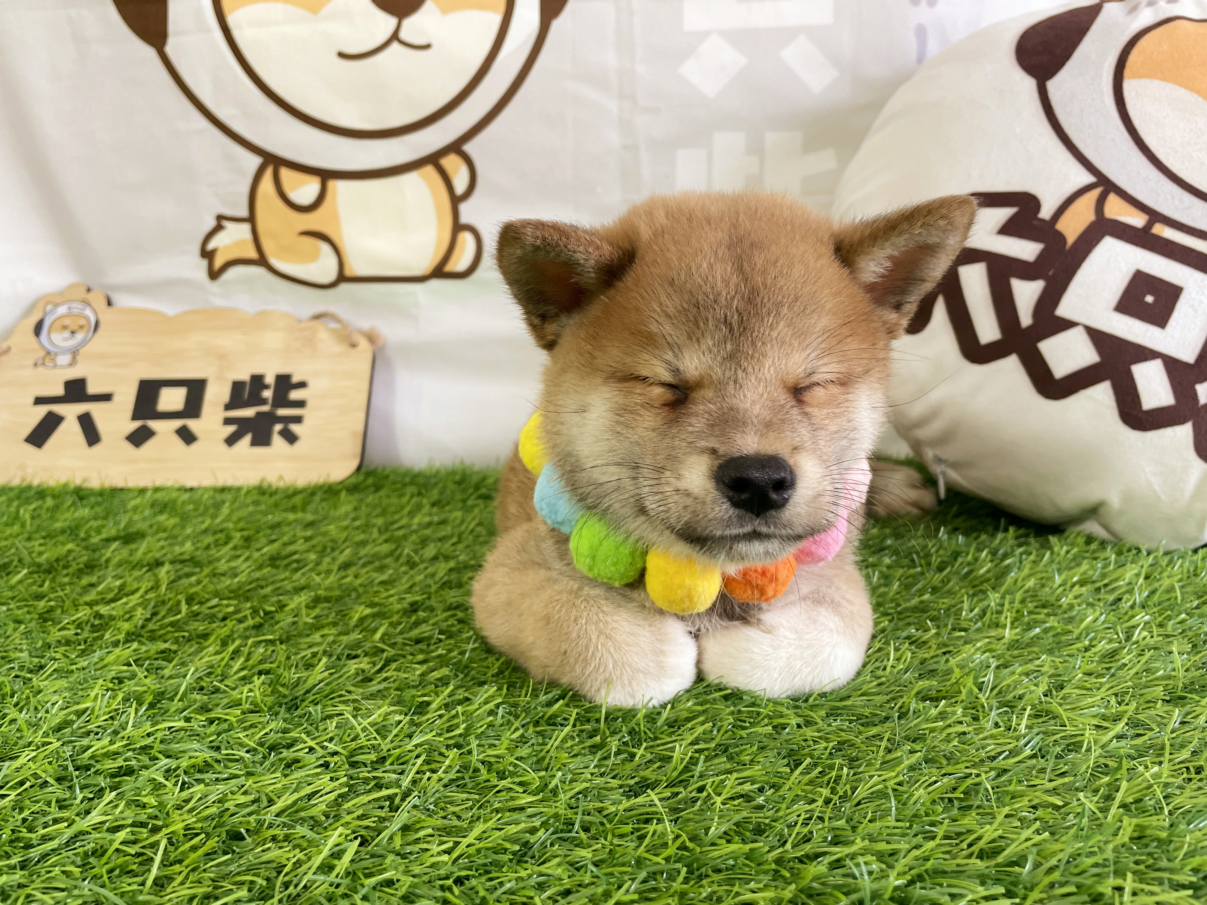 柴犬幼犬價格市場價是多少？如何挑選純種柴犬呢？ - 資訊咖