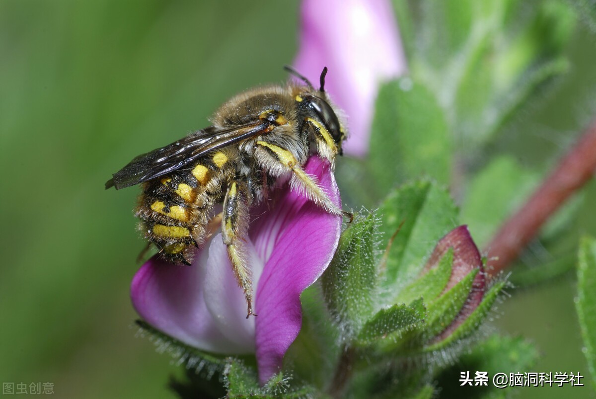 一株棉花能做成啥？不只是纺织品，生活中许多东西都来自于它