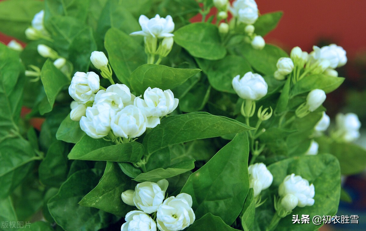 夏花茉莉美诗八首赏读：著人茉莉花如雪，茉莉心香细雨天-第5张图片-诗句网