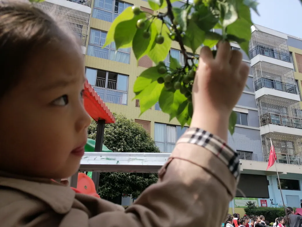 天府新区华阳幼儿园西区开展“幼儿园里的樱桃树”主题活动