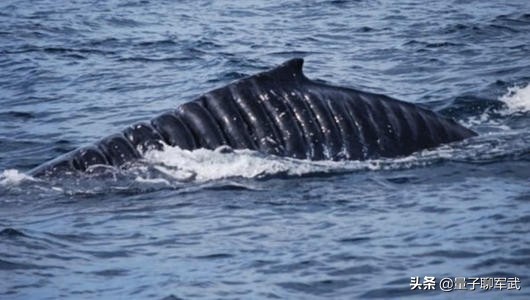 航母对海洋生物意味什么？杀戮还是机遇