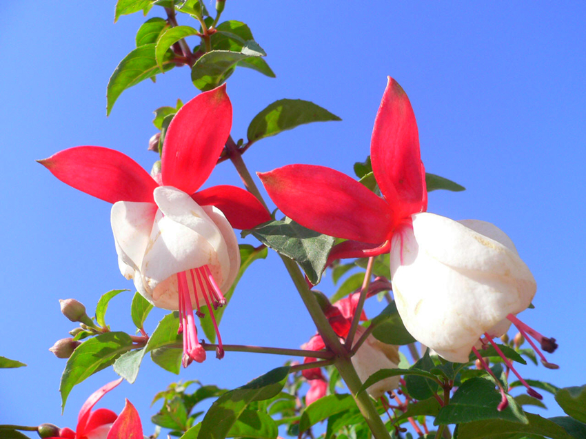 開(kāi)花的植物很美，長(zhǎng)期開(kāi)花就好了！這幾種花期都長(zhǎng)，你家養(yǎng)過(guò)嗎？