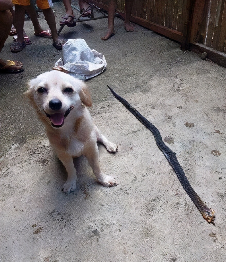 小狗救孩子咬死毒蛇祸及自身，一组微笑照片，竟成遗照！​