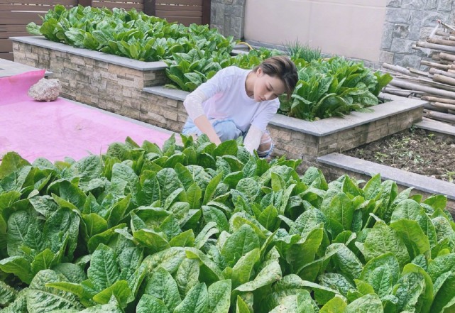 Zhang Xin grants farm big bumper harvest, bask in husband perspective beauty to illuminate, wearing air of the simple and bare-handed ground connection that pick food
